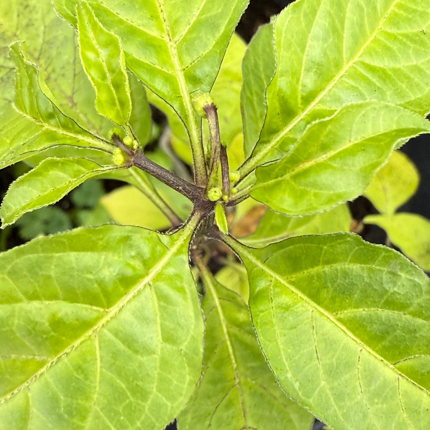 Purple BhutWrecker - Hot Pepper Seeds