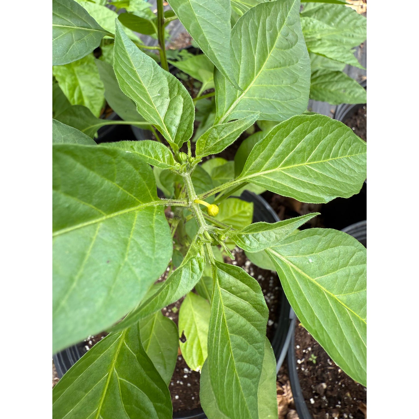 Banjarmasin Hot Pepper Seeds