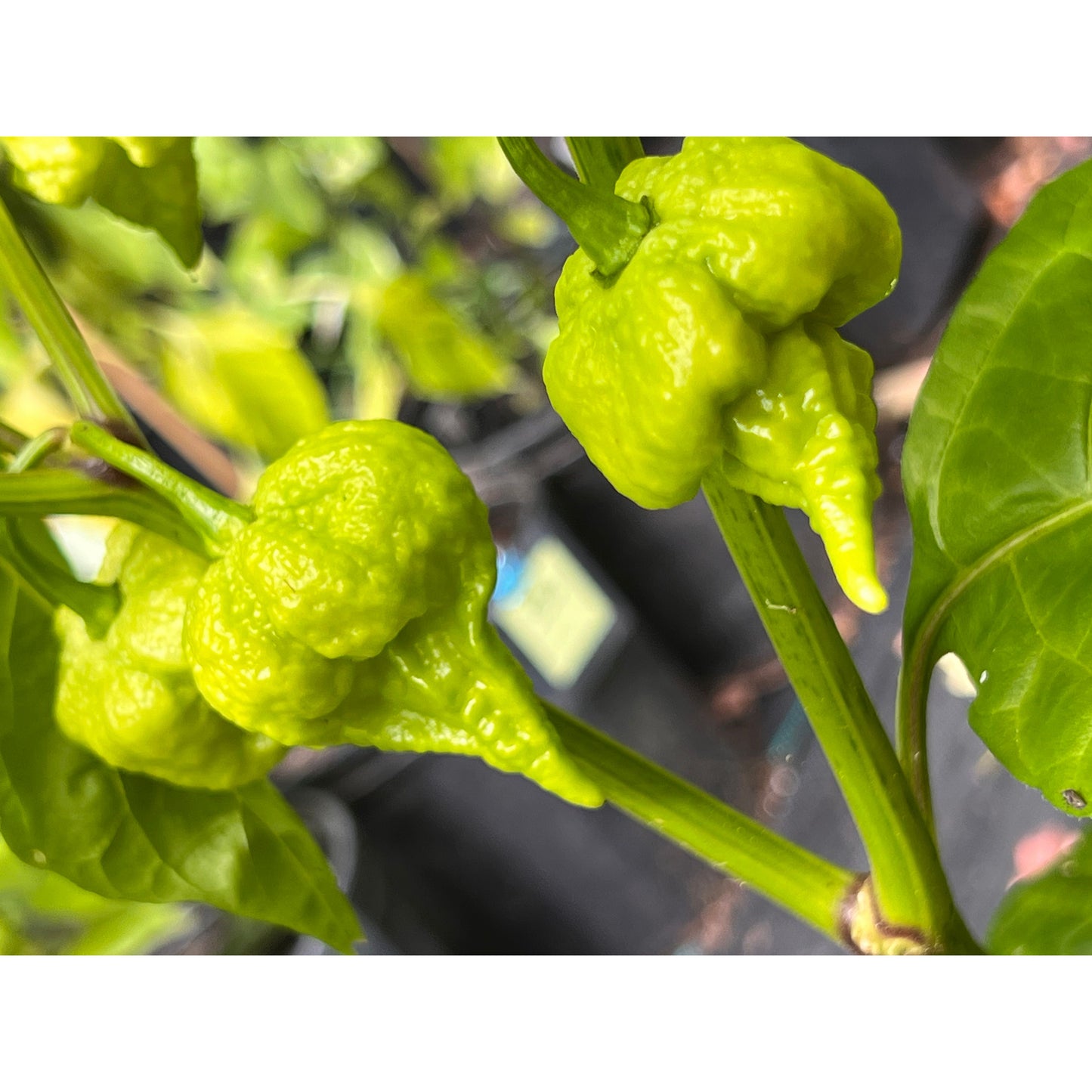 Beast - Hot Pepper Seeds