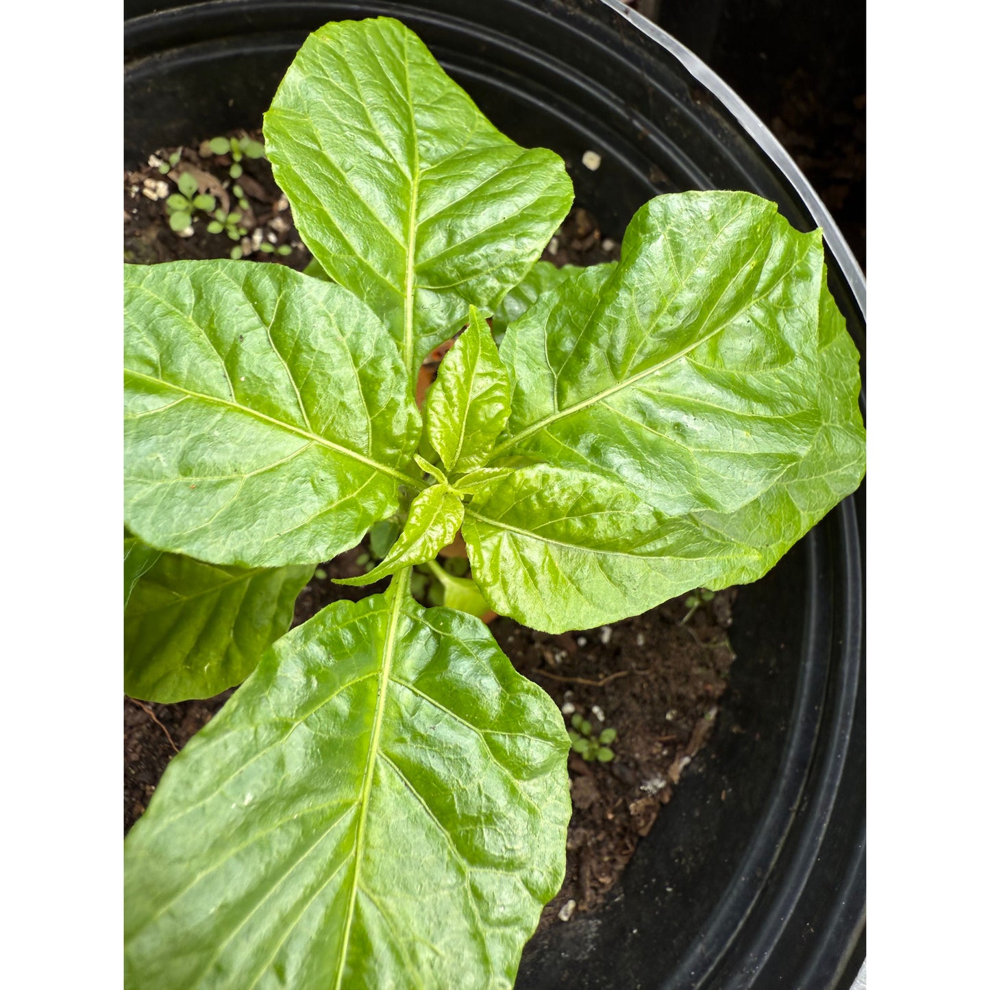 Bhut Jami - Peach Hot Pepper Seeds