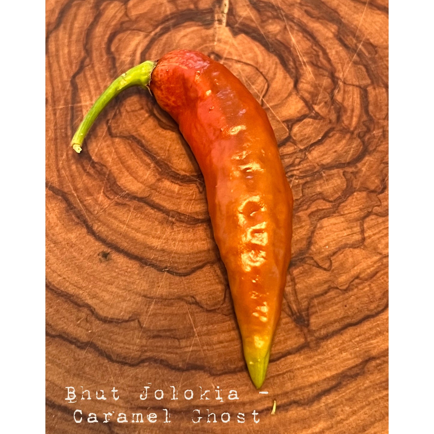Bhut Jolokia Caramel - Caramel Ghost - Hot Pepper Seeds