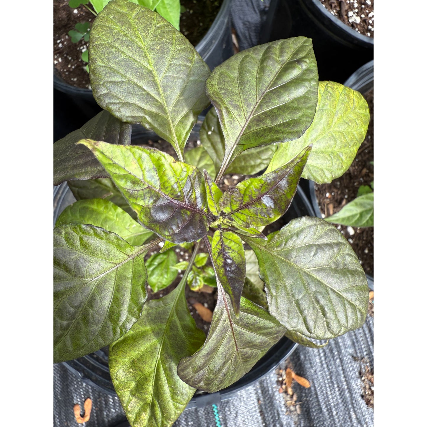 Bhut Jolokia - Fox Purple Gnarly Ruby Ghost - Hot Pepper Seeds