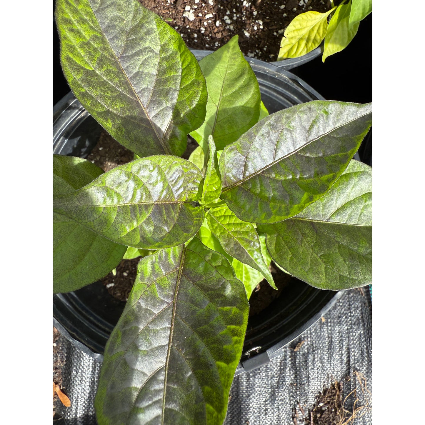 Bhut Jolokia - Mustard Ghost - Hot Pepper Seeds