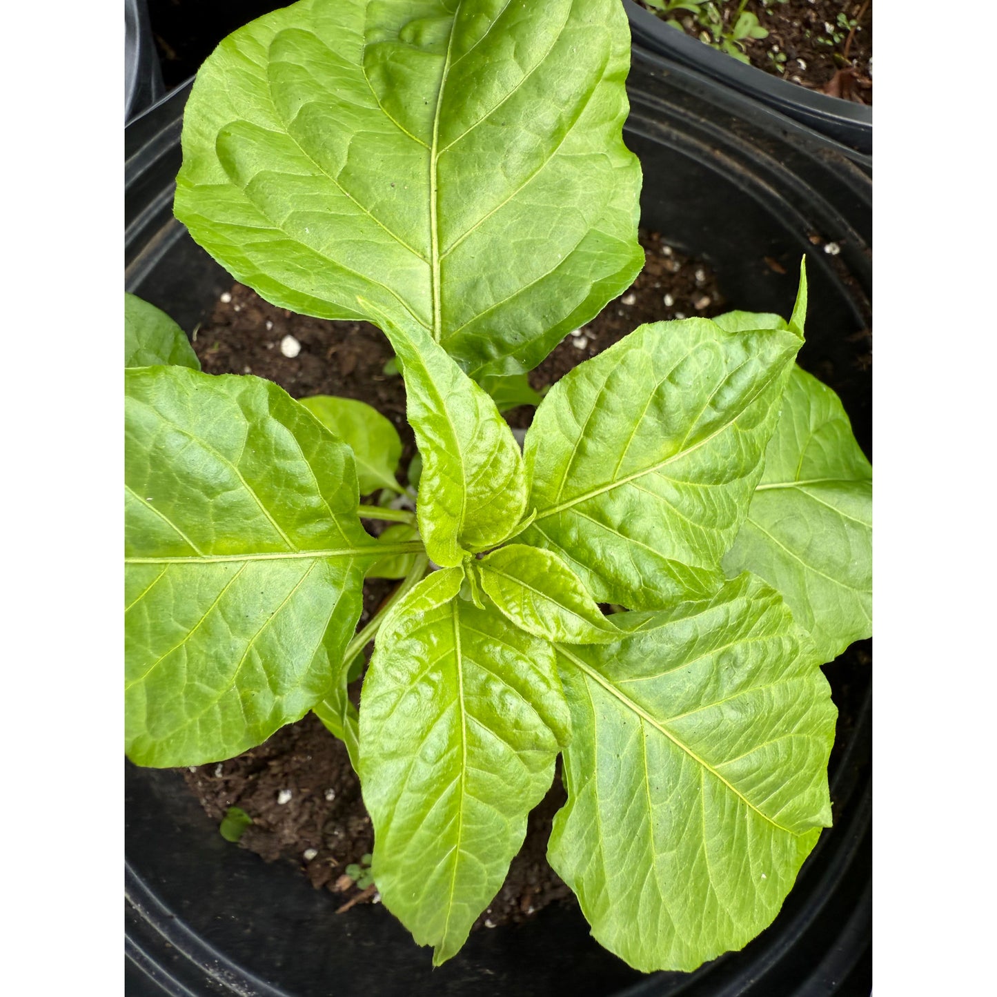 Bhut Jolokia - Orange Ghost - Hot Pepper Seeds