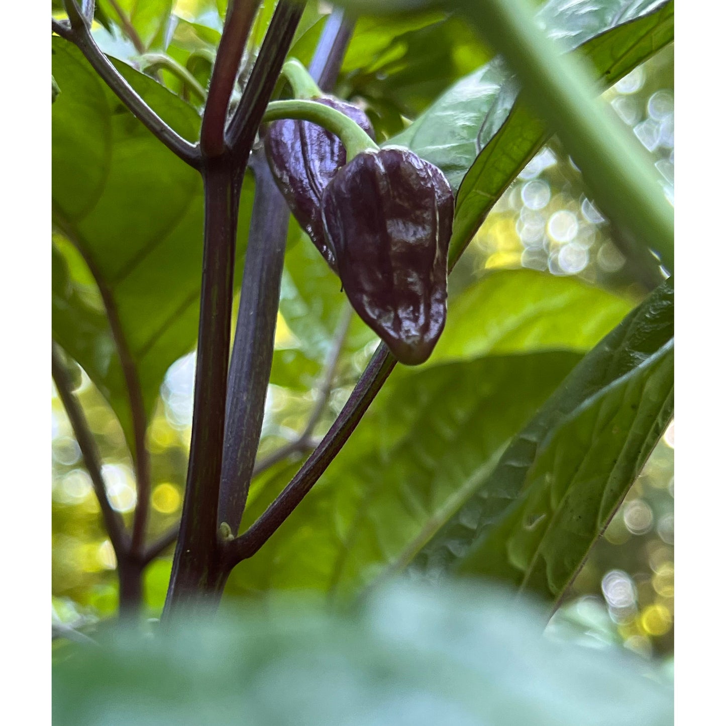 Bhut Jolokia - Purple Ghost - Hot Pepper Seeds