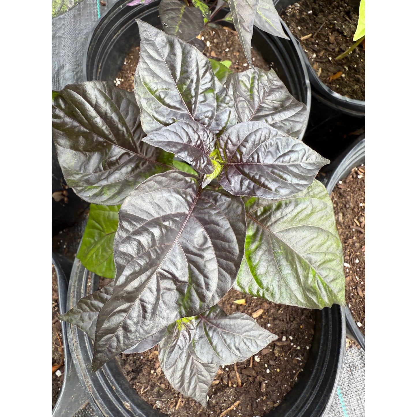 Bhut Jolokia - Purple/White Ghost - Hot Pepper Seeds