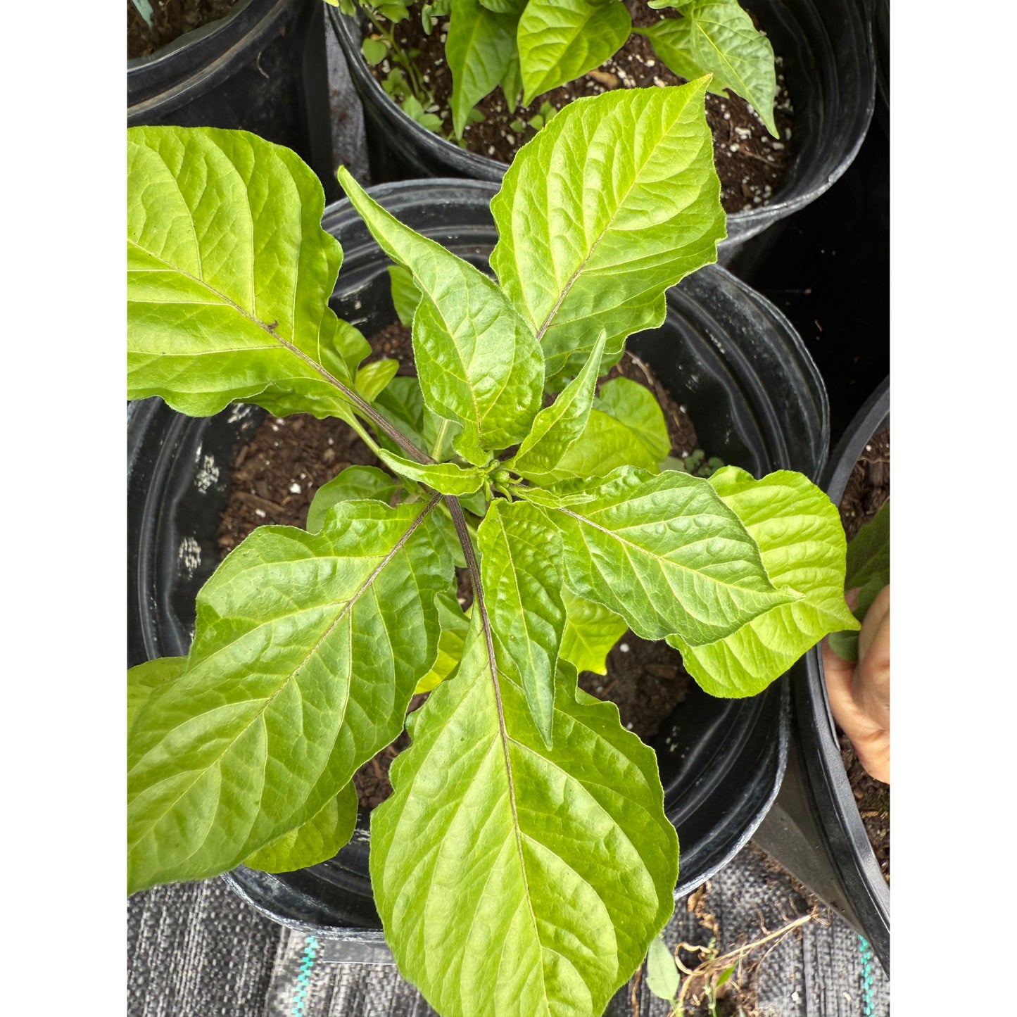 Bhut Jolokia - Solid Gold Ghost - Hot Pepper Seeds