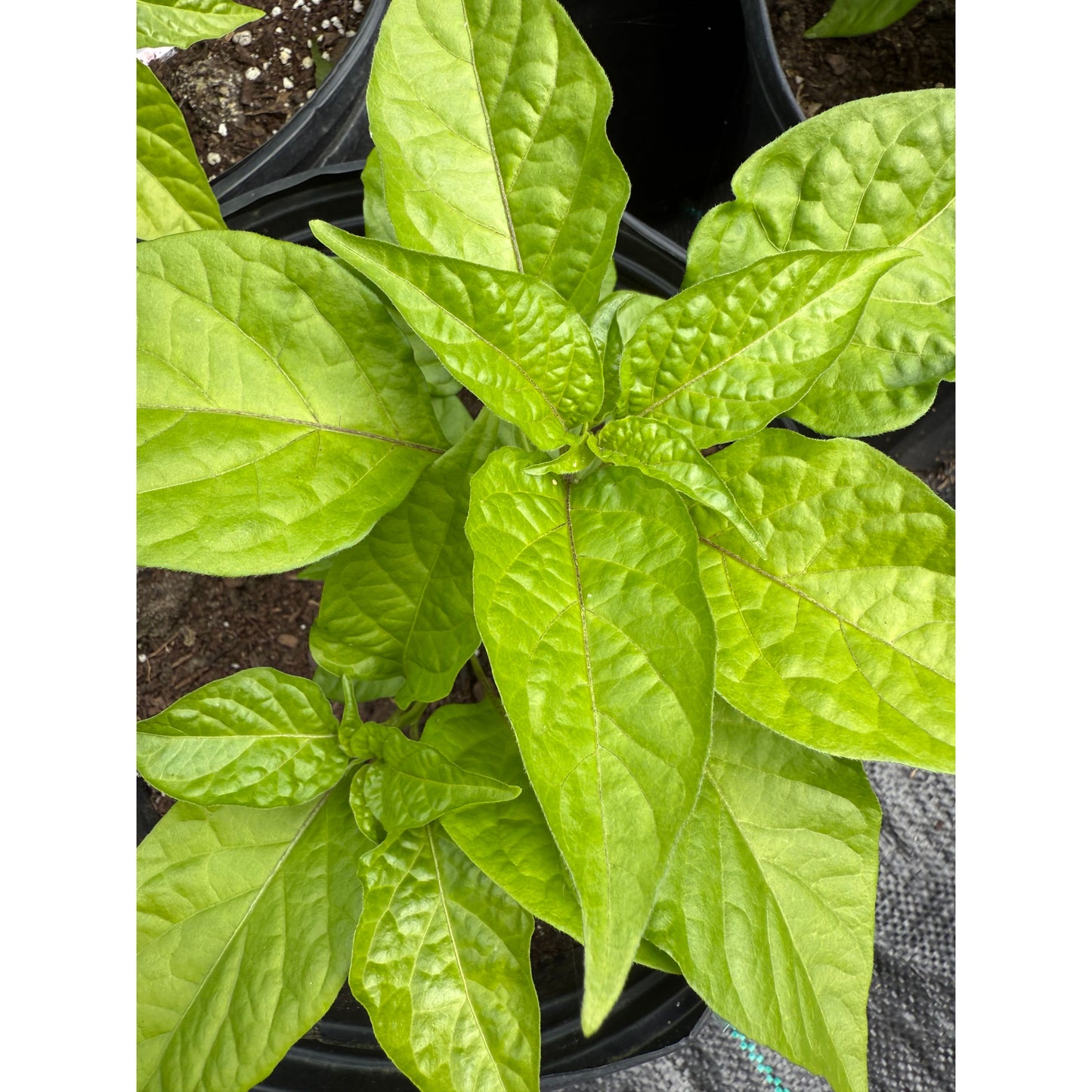 Bhut Jolokia - Tombstone Orange Ghost - Hot Pepper Seeds