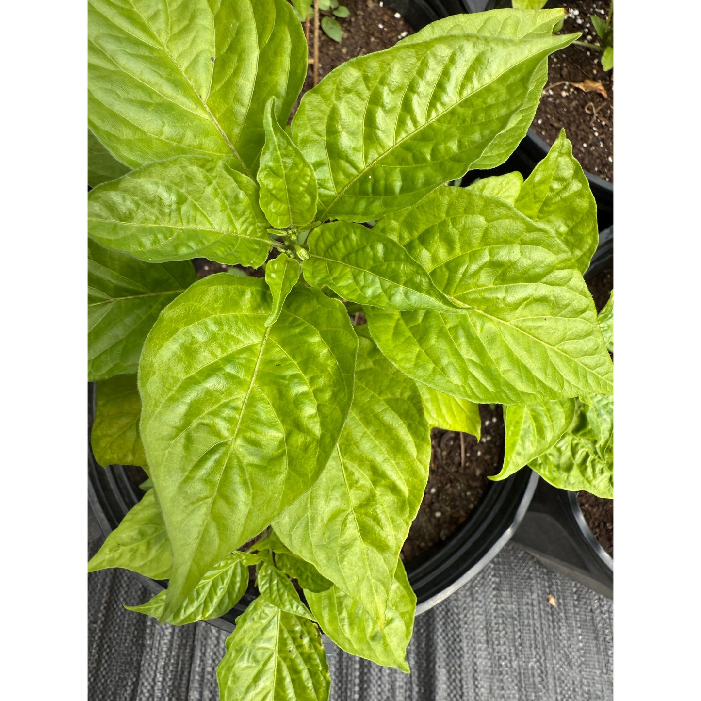 Bhutlah - Rust Hot Pepper Seeds