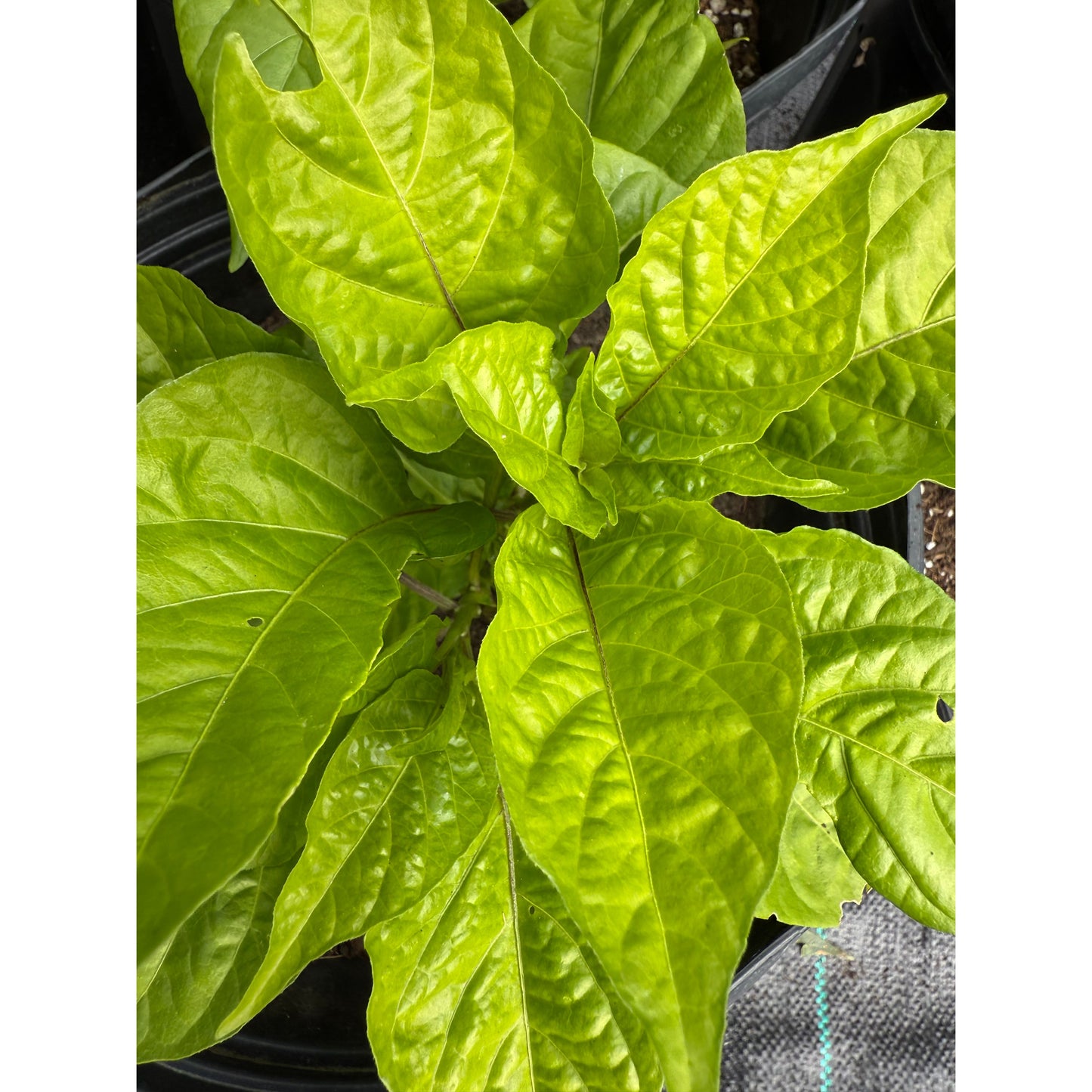 Bhutlah - Caramel Short Hot Pepper Seeds