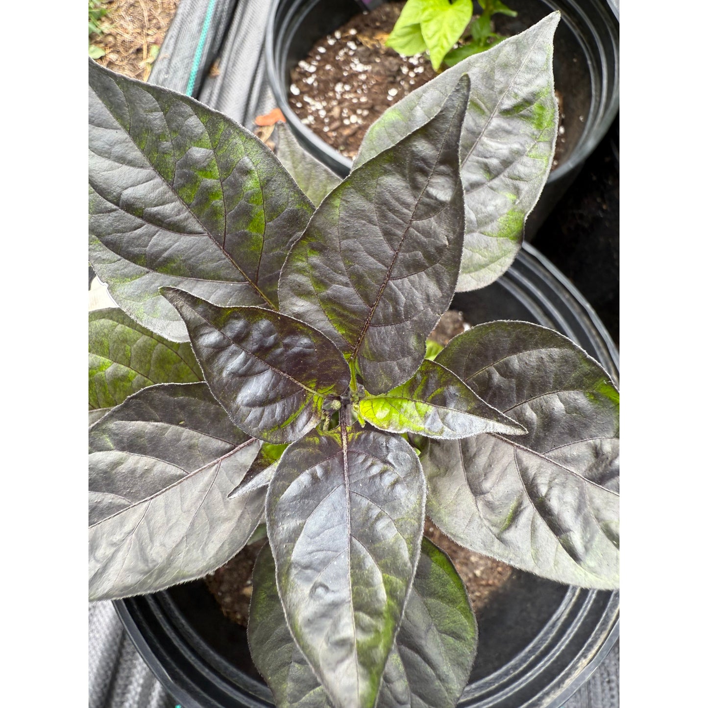 Bico Roxa Hot Pepper Seeds
