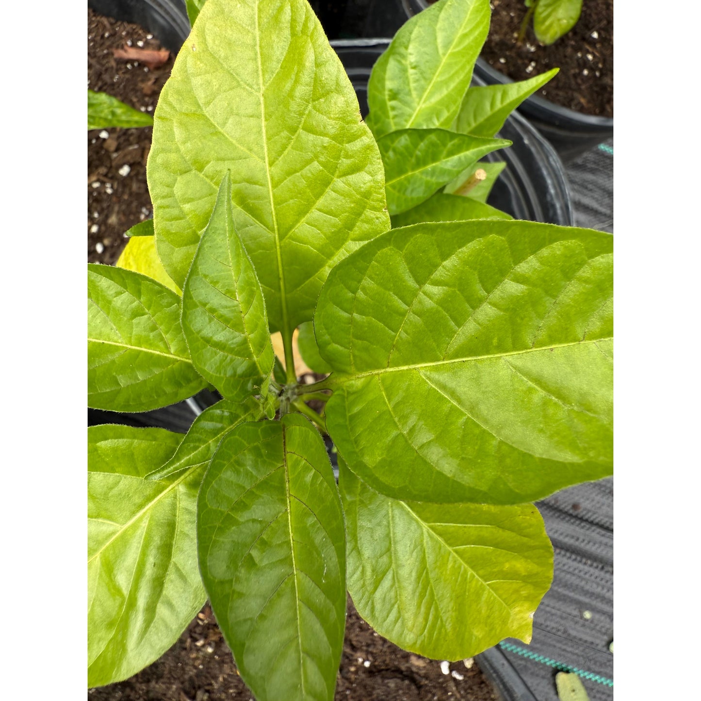 Bido Tacana - Red Hot Pepper Seeds