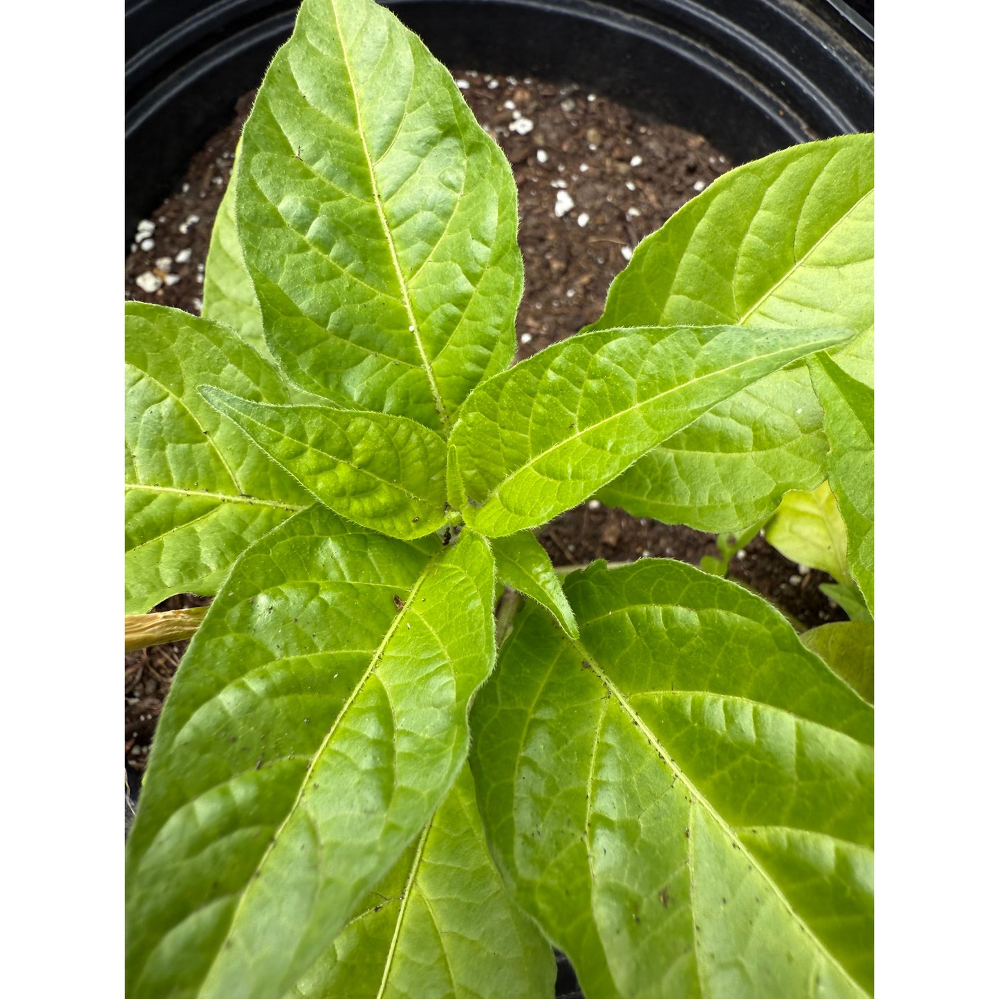 Bido Tacana - Hot Pepper Seeds