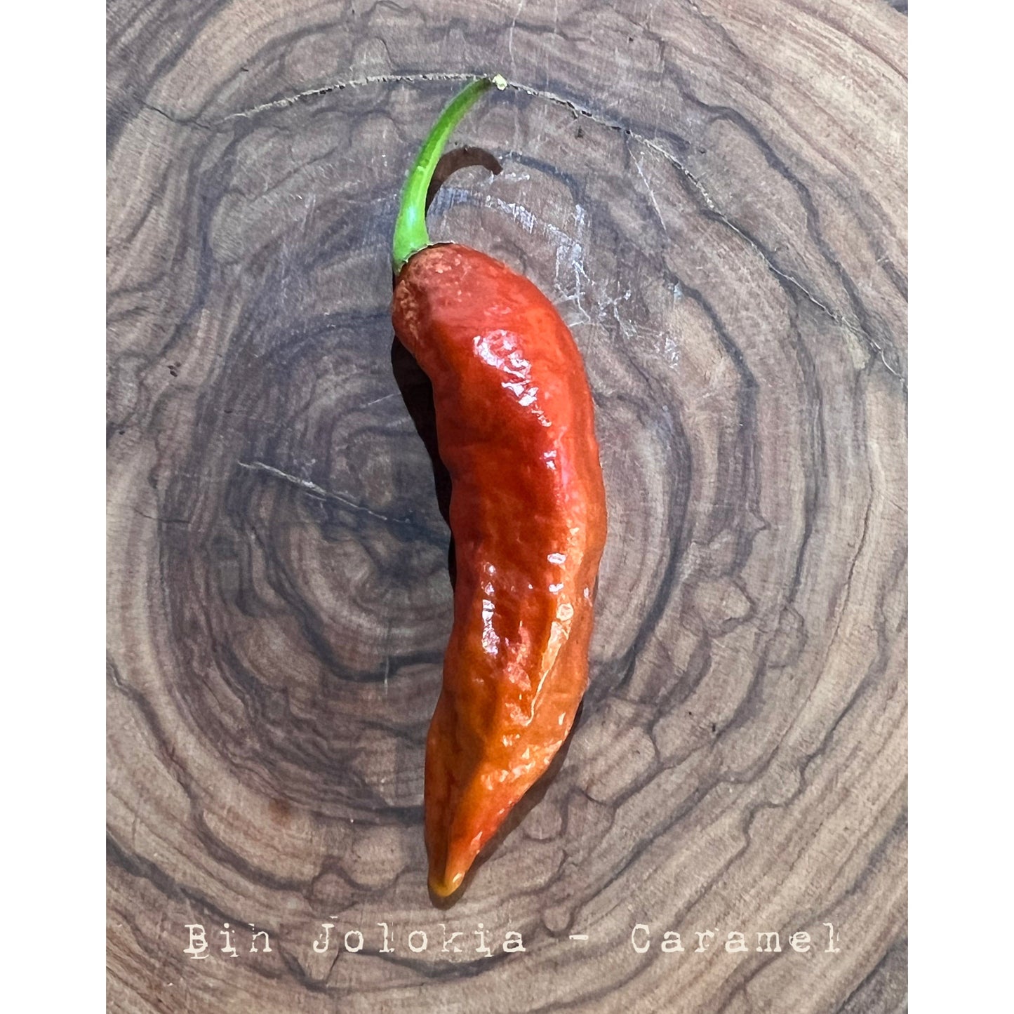 Bih Jolokia - Caramel - Hot Pepper Seeds