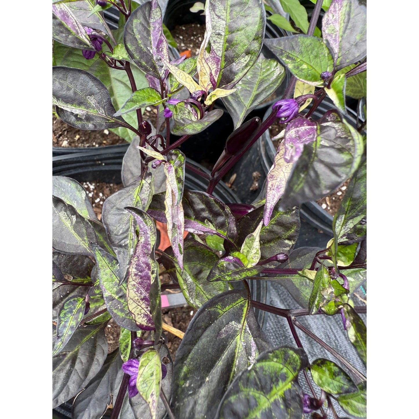 Biker Billy Knight Hot Pepper Seeds