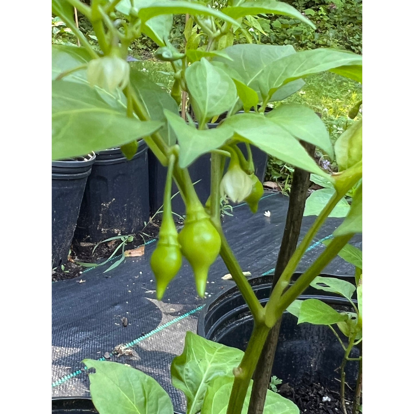 Biquinho - Yellow - Hot Pepper Seeds