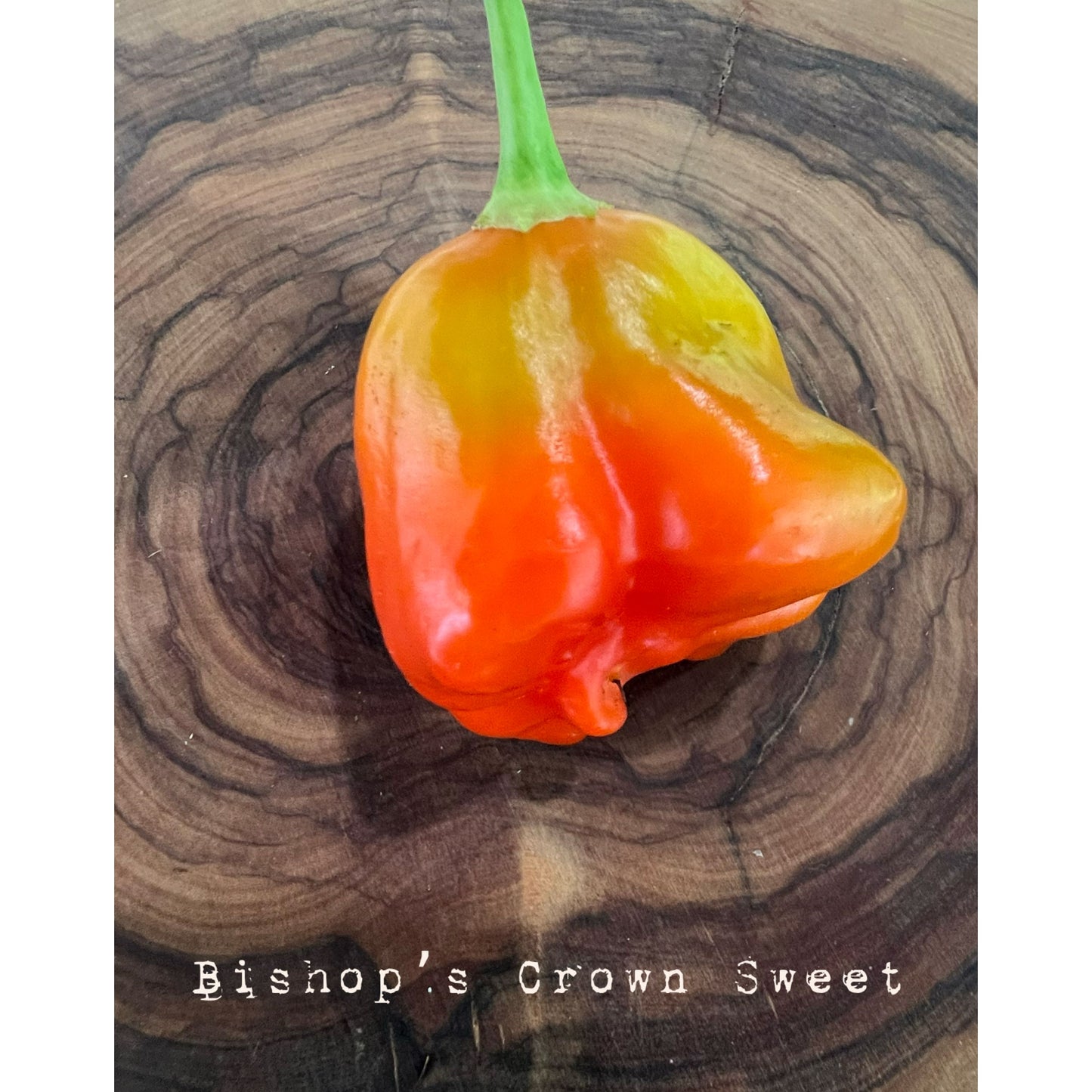 Bishop's Crown, Sweet - Hot Pepper Seeds
