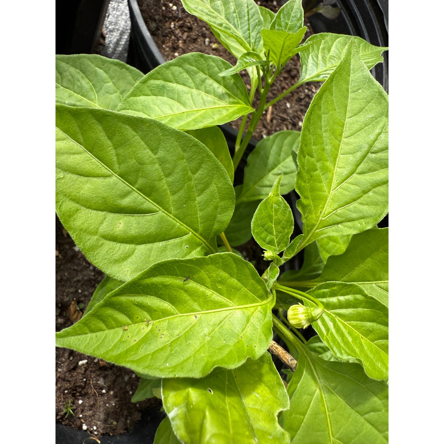 Bishops Crown / Mad Hatter - Orange Hot Pepper Seeds