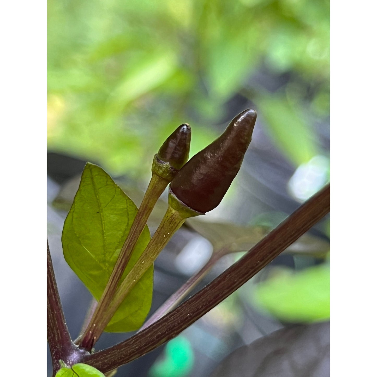 Black Cuban - Hot Pepper Seeds