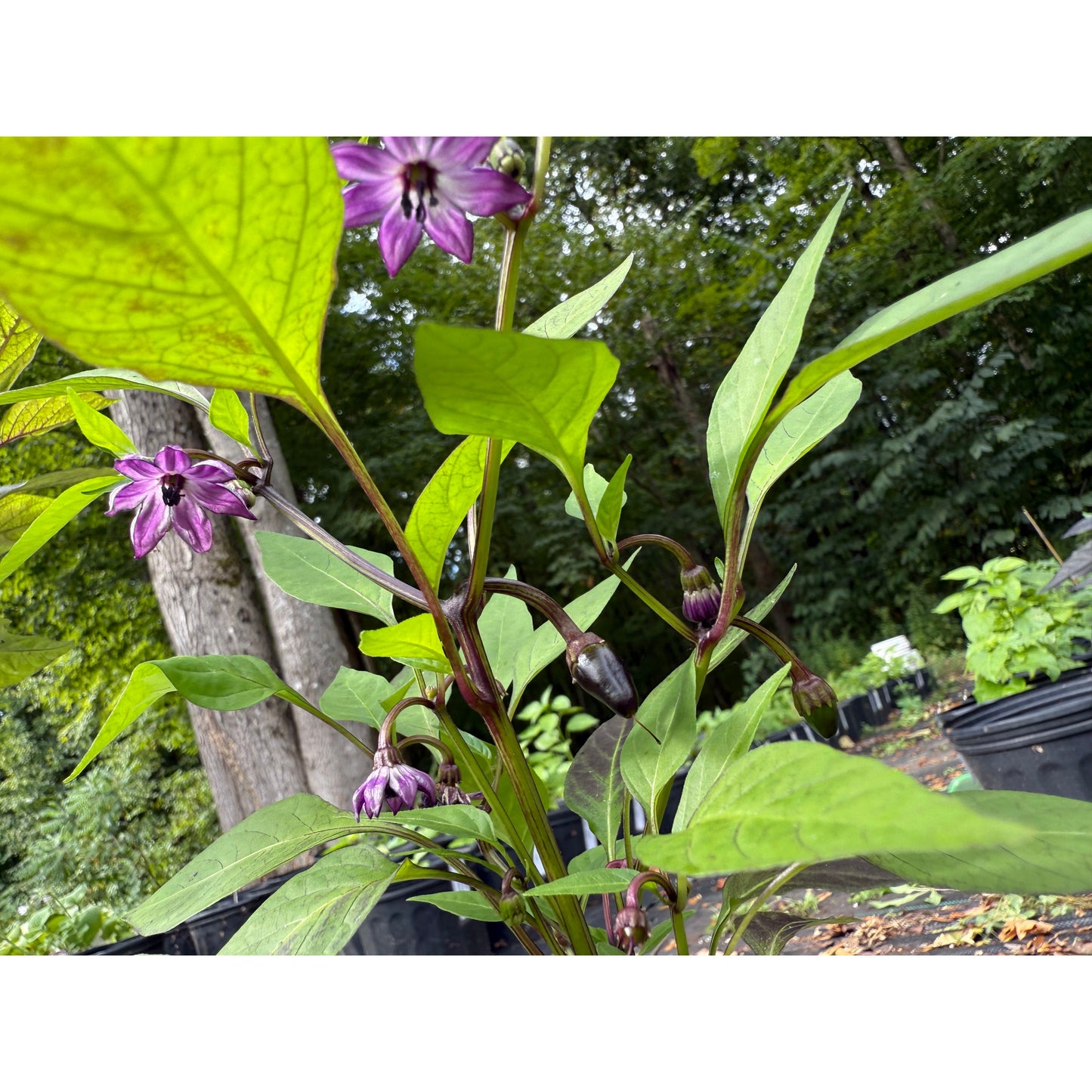 Black Hungarian - Hot Pepper Seeds