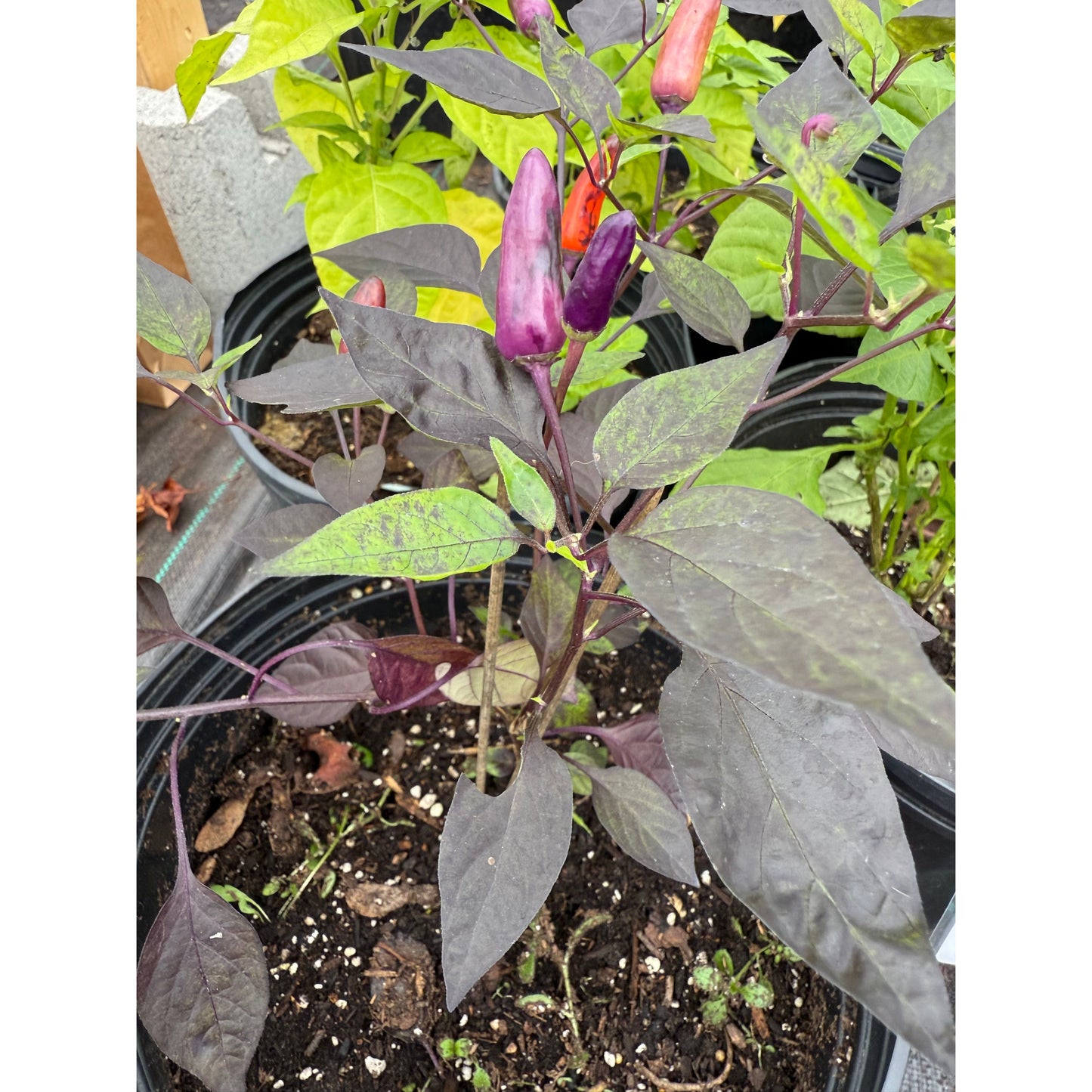 Blue Christmas - Hot Pepper Seeds