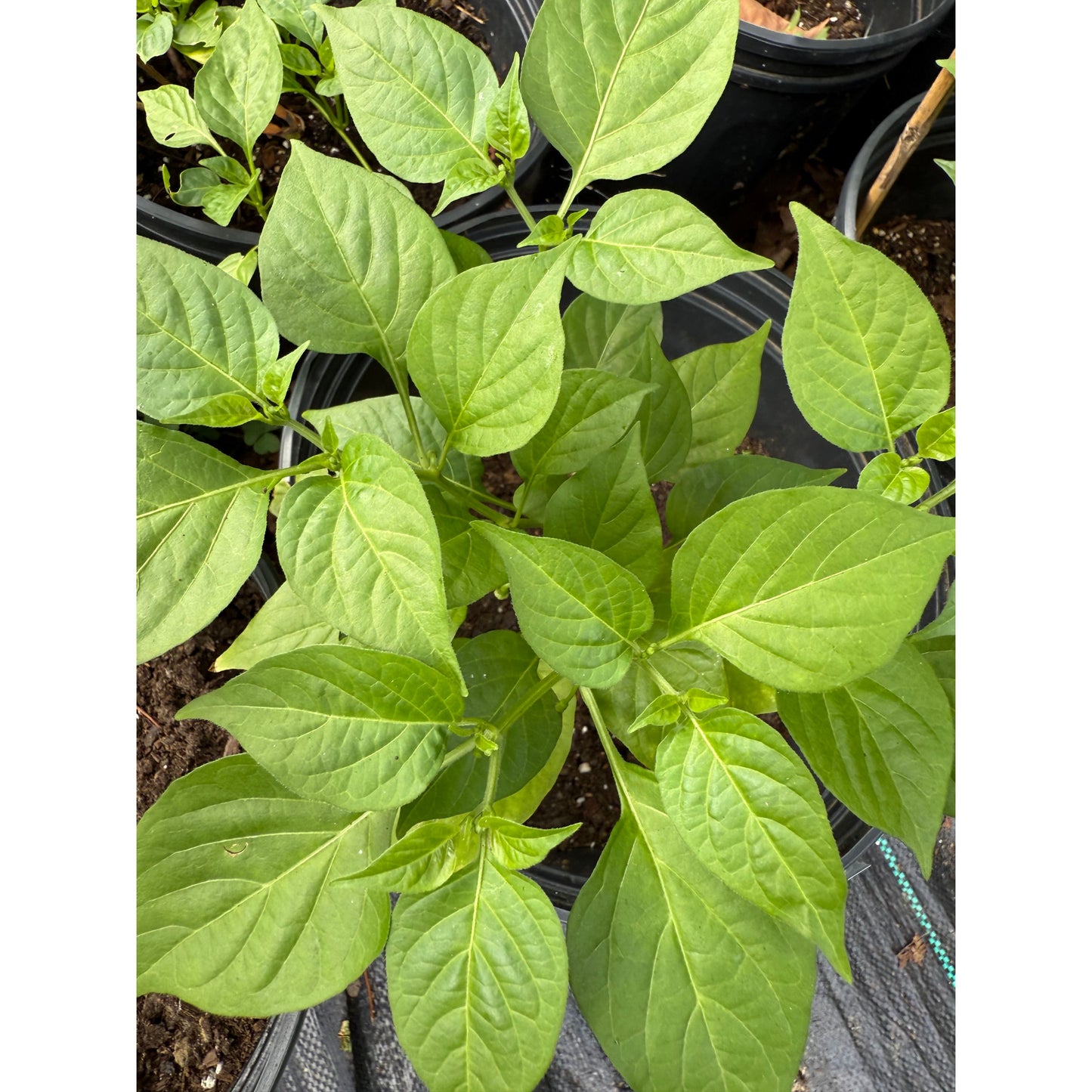 Bod'e Amarillo - Hot Pepper Seeds