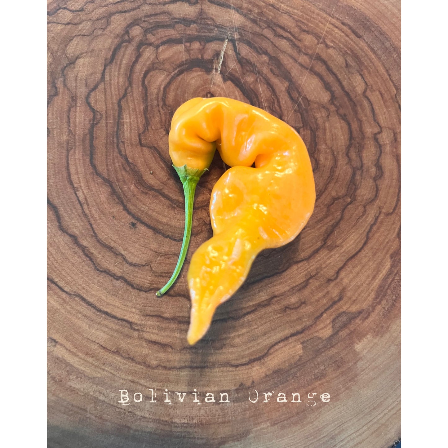 Bolivian Orange - Hot Pepper Seeds