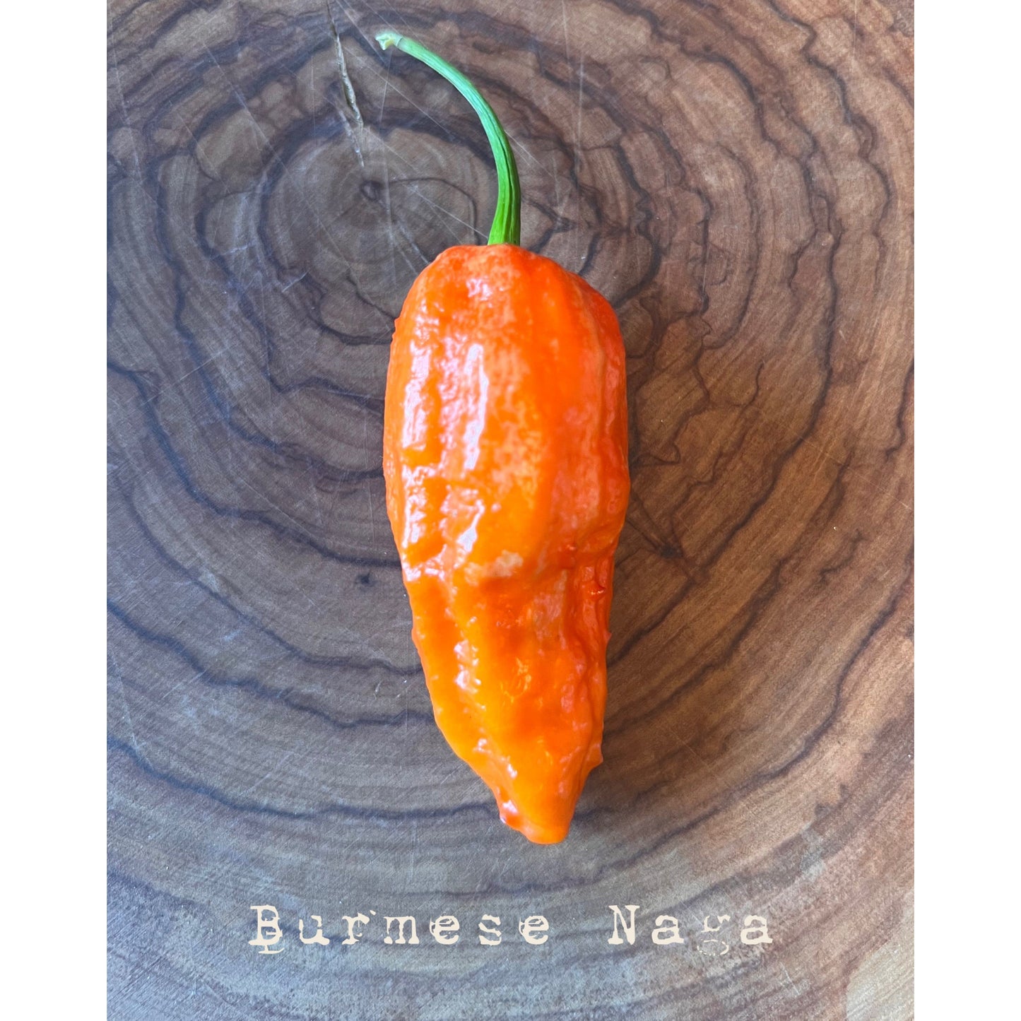 Burmese Naga - Hot Pepper Seeds