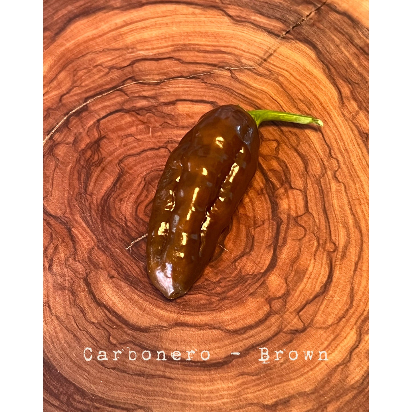 Carbonero -Brown - Hot Pepper Seeds