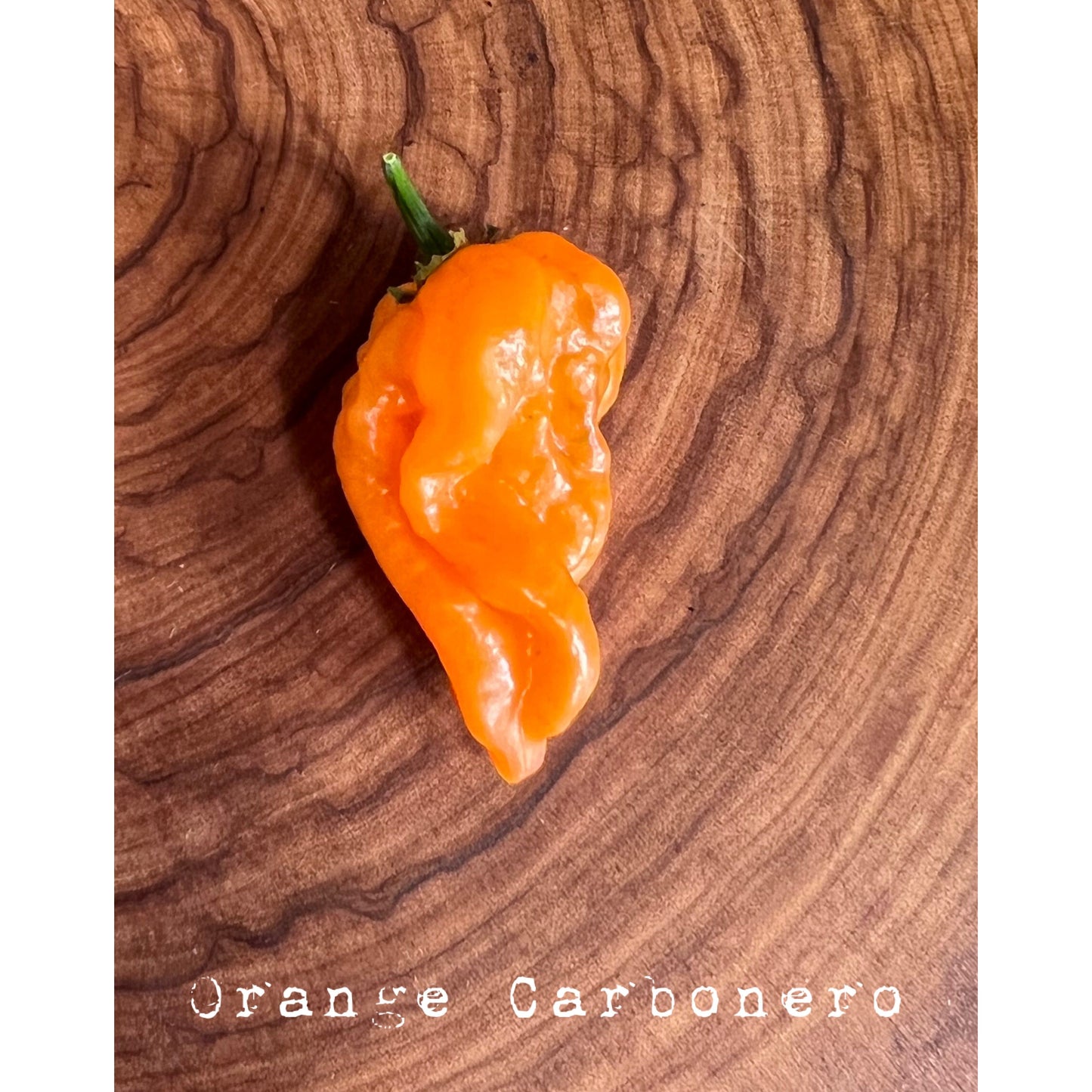 Carbonero - Orange - Hot Pepper Seeds
