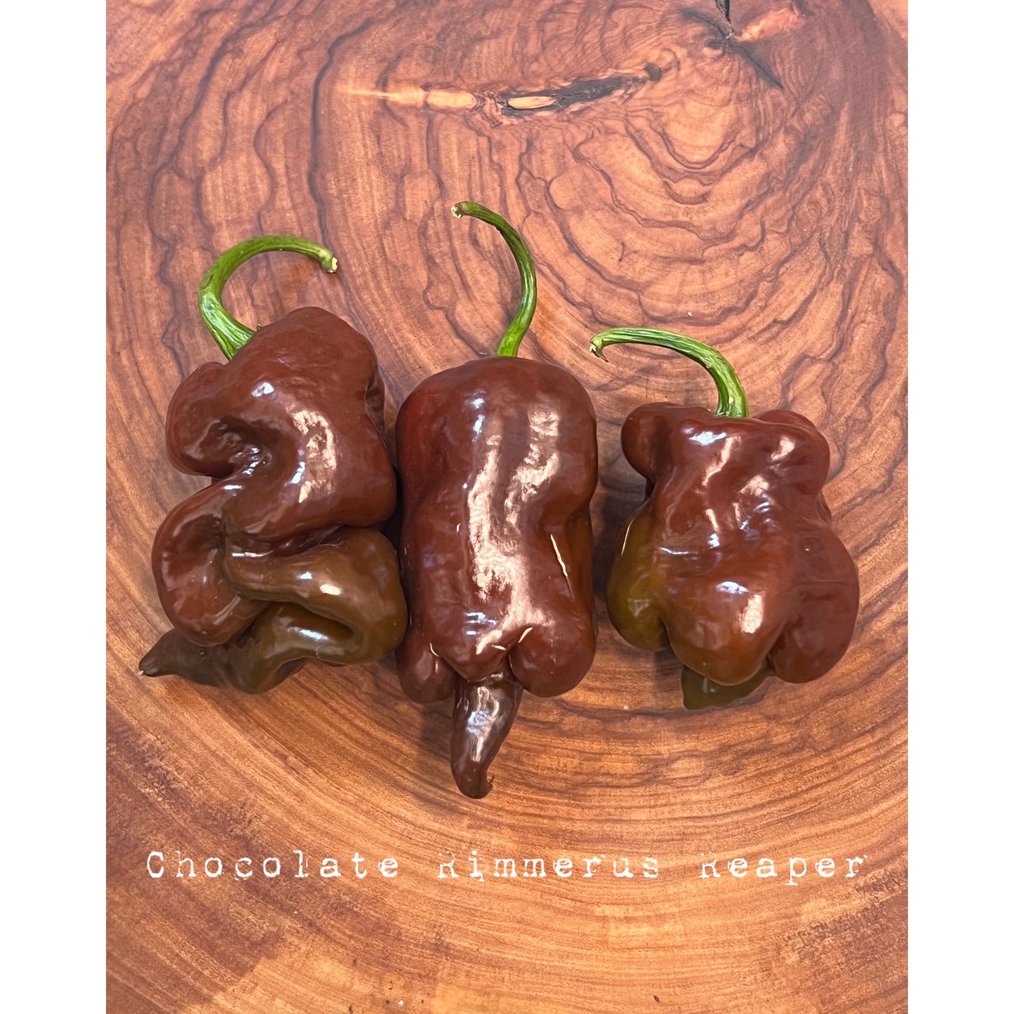 Carolina Reaper - Chocolate Rimmerhus Fun Strain - Hot Pepper Seeds