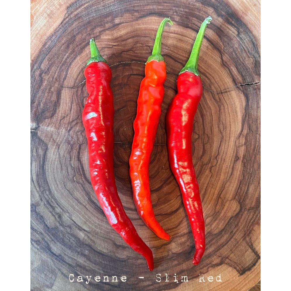 Cayenne - Red - Hot Pepper Seeds