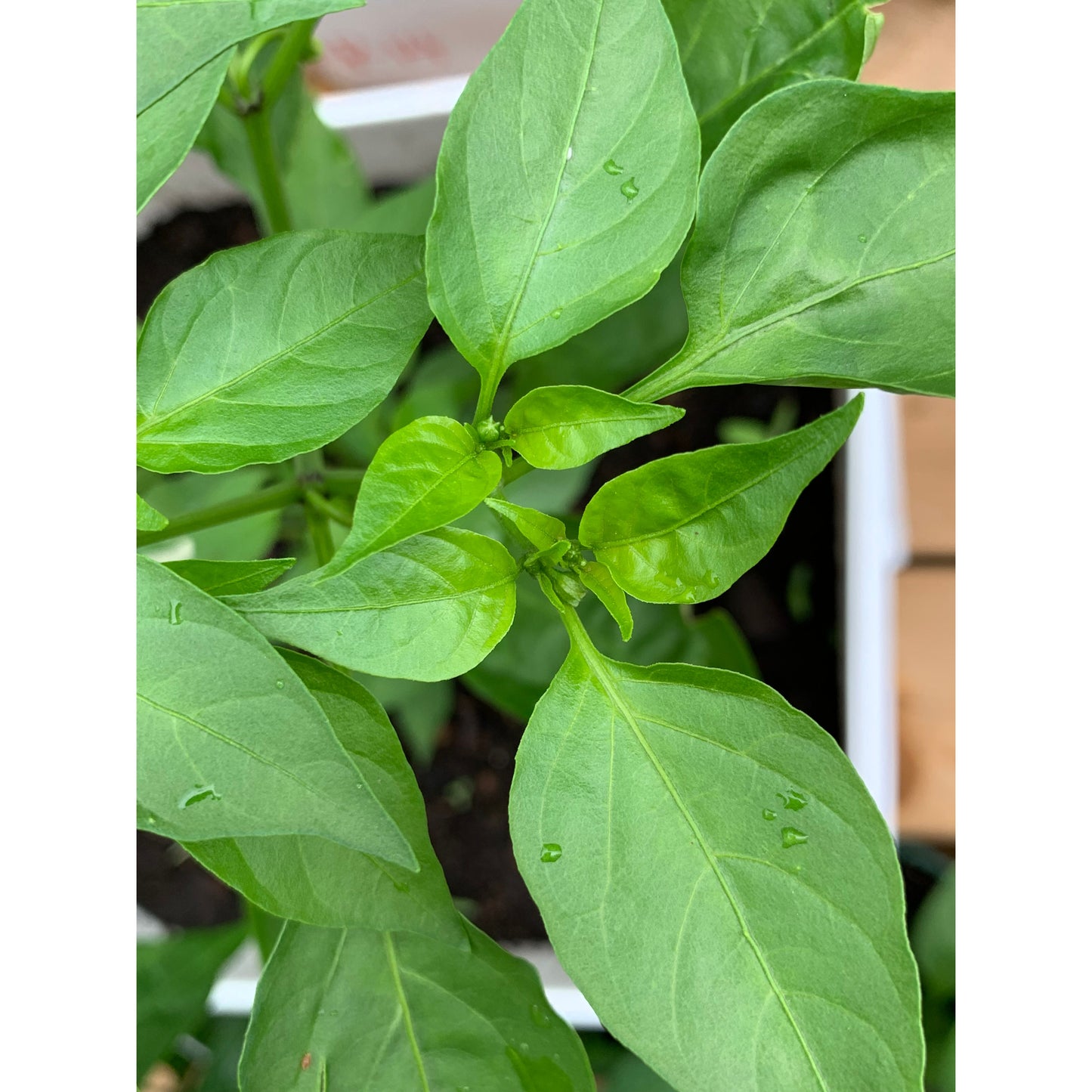 Cayenne - Ring of Fire - Hot Pepper Seeds