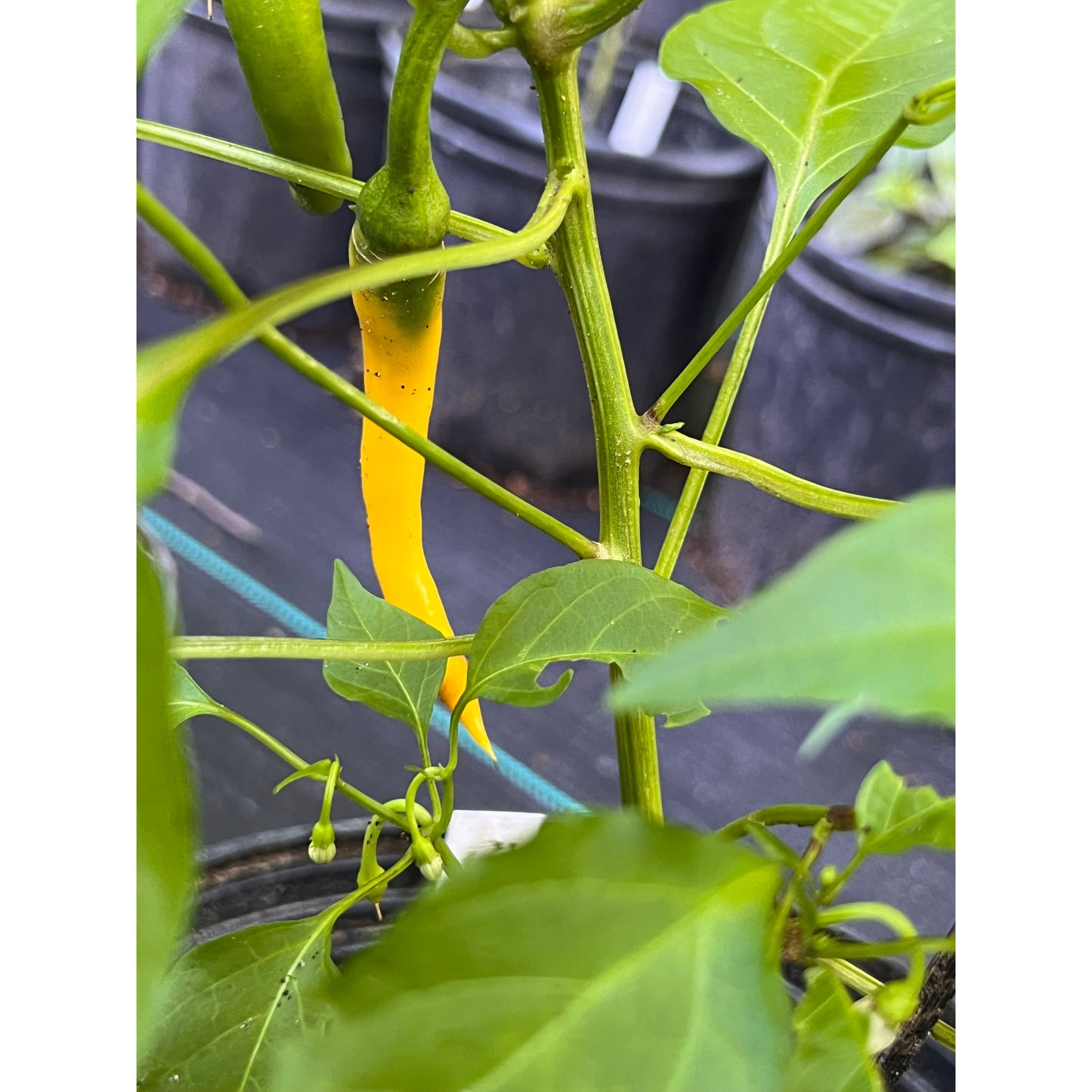 Cayenne - Yellow - Hot Pepper Seeds