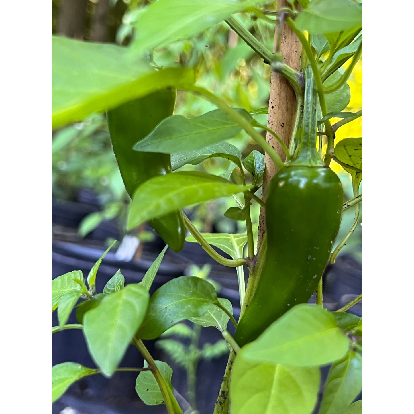 Chenzo - Hot Pepper Seeds