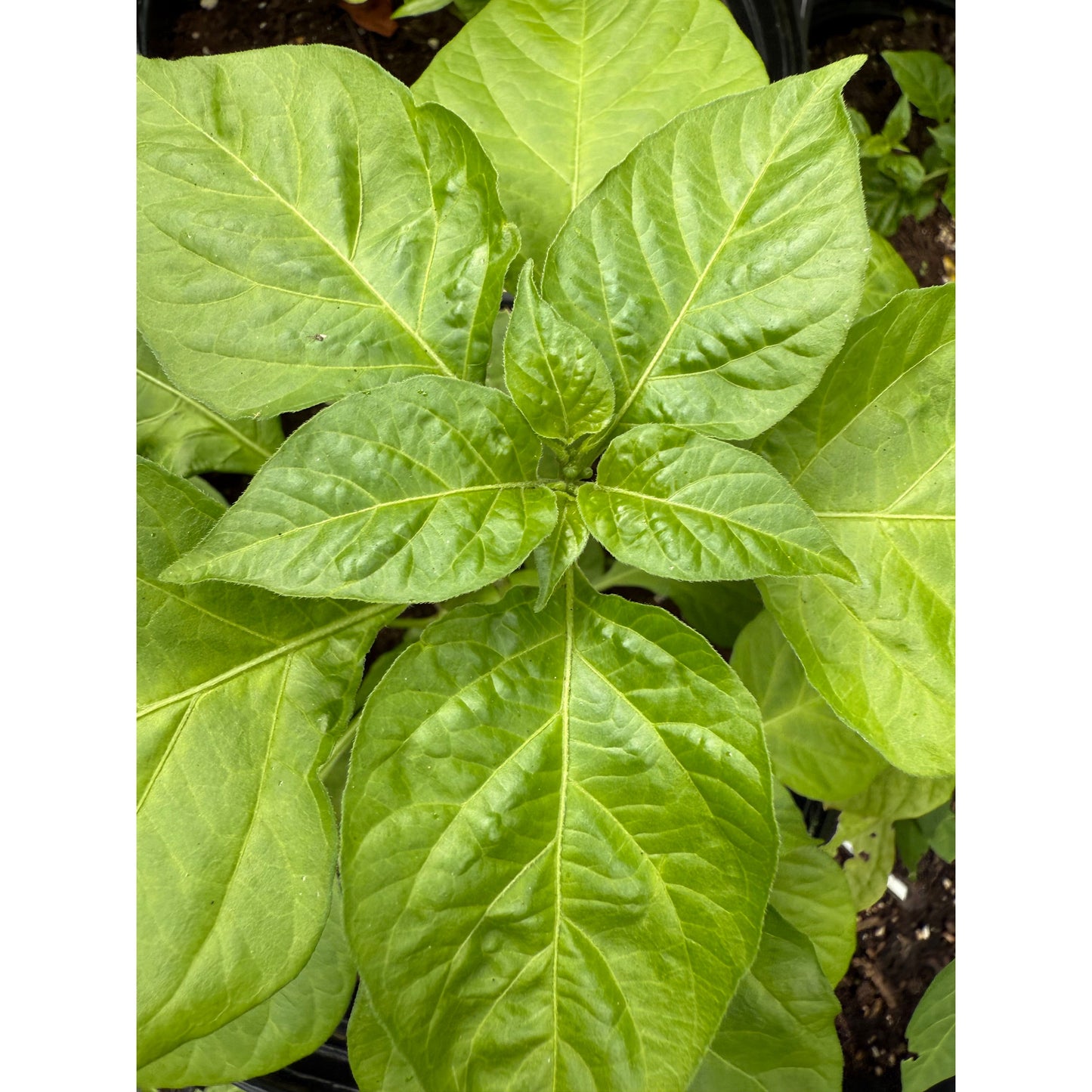 Cherry Pepper - Yellow Hot Pepper Seeds