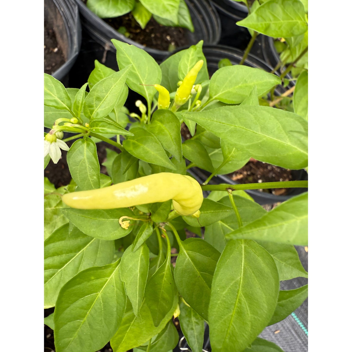 Chilly Chili - Hot Pepper Seeds