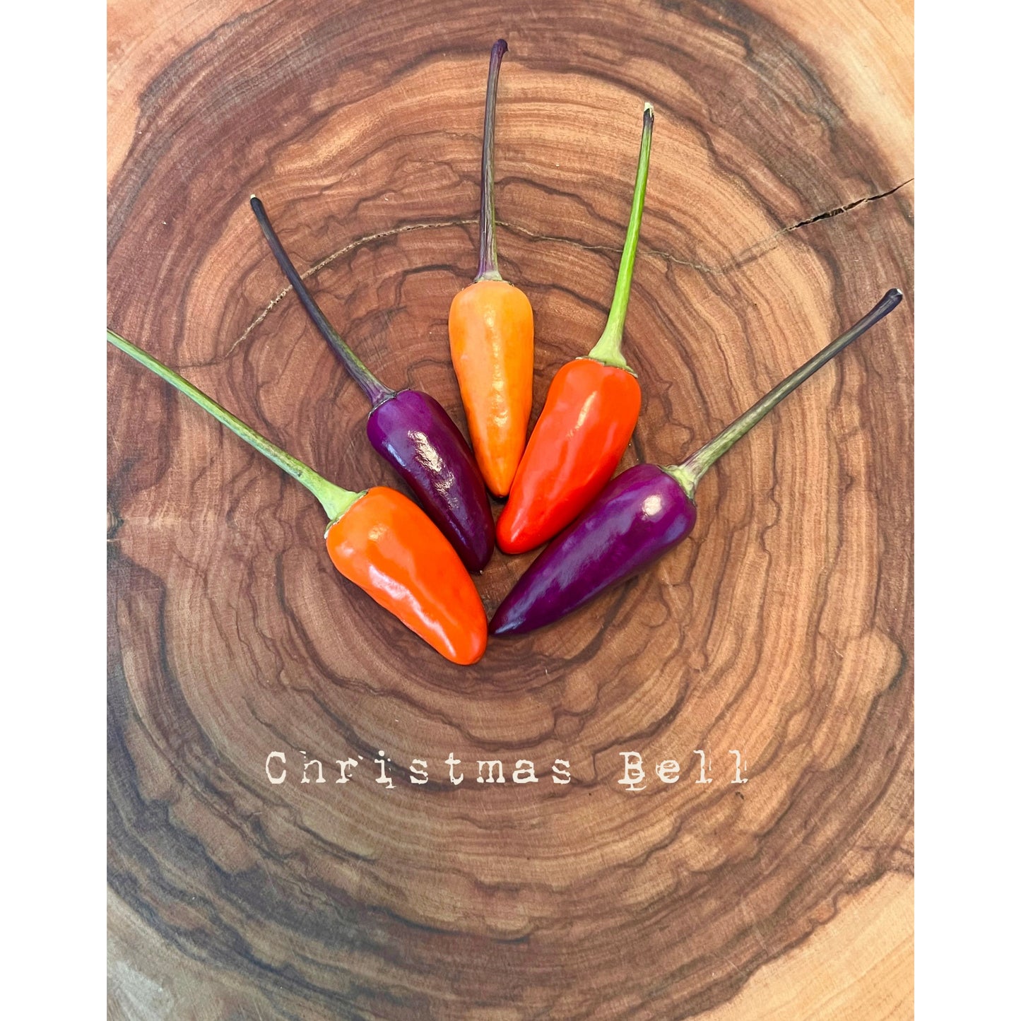 Christmas Bell - Hot Pepper Seeds