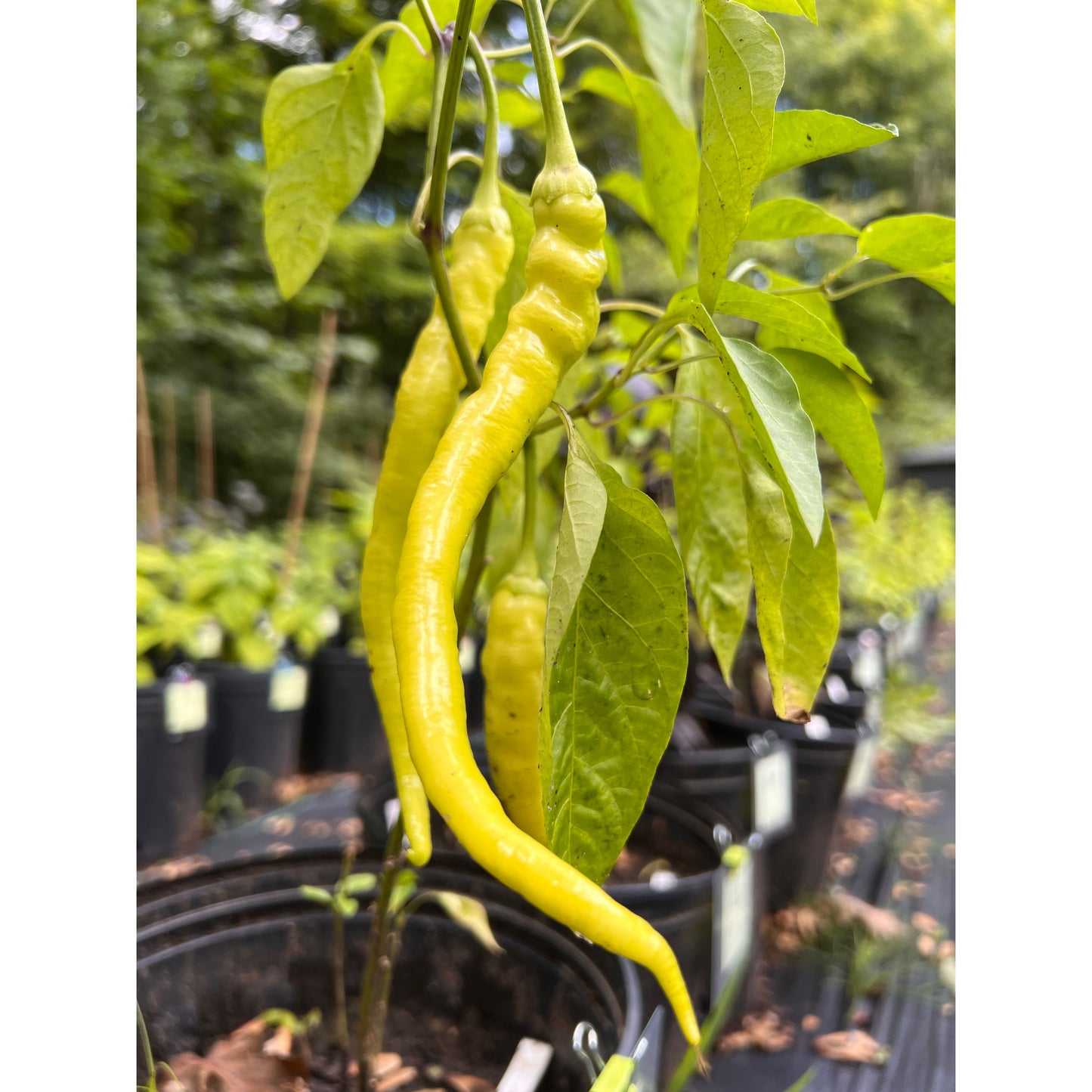 Corbaci - Hot Pepper Seeds