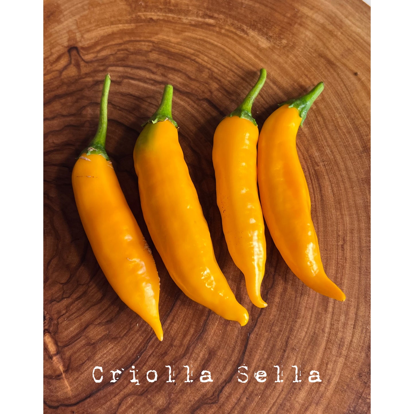 Criollo Sella - Hot Pepper Seeds