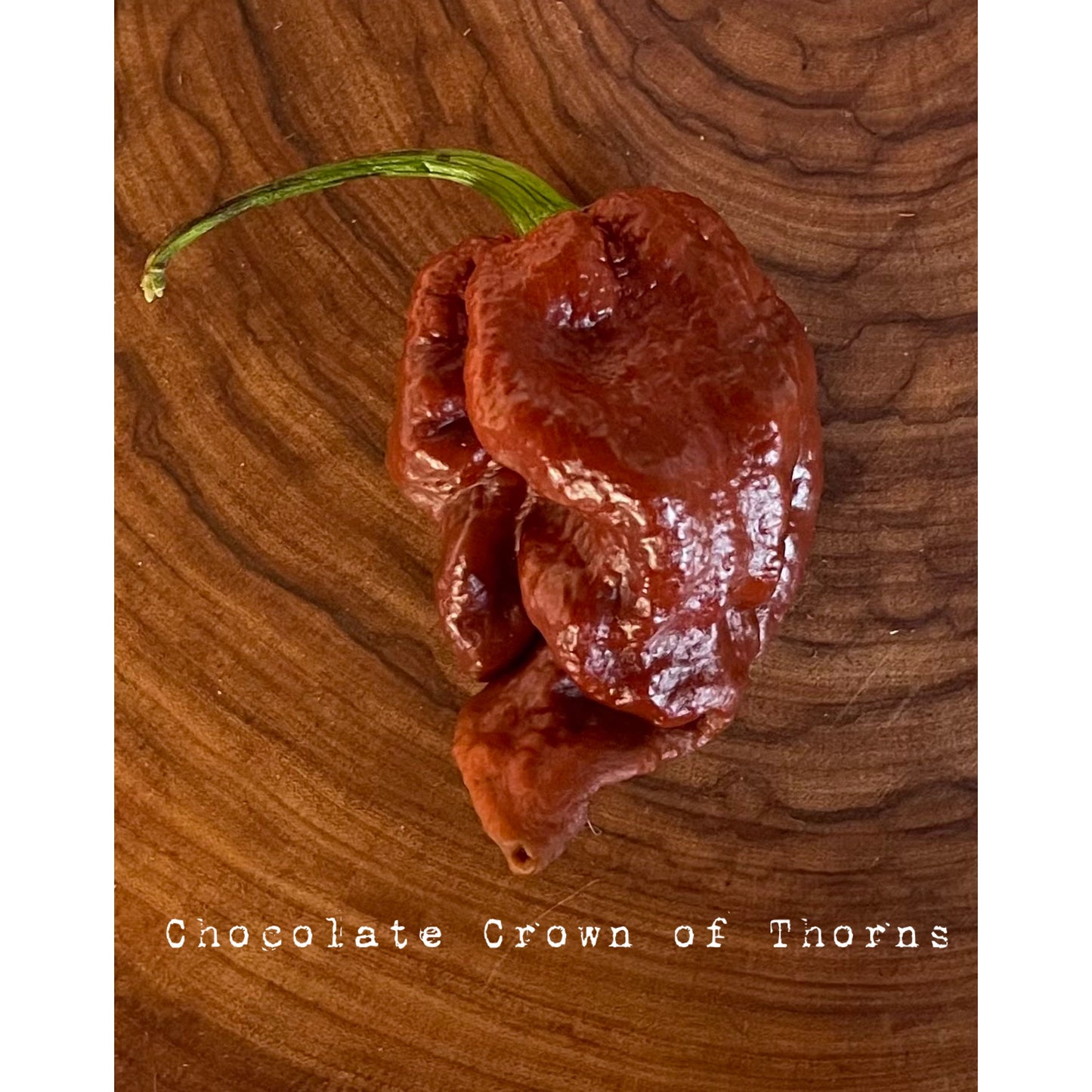 Crown of Thorns (Chocolate) - Hot Pepper Seeds