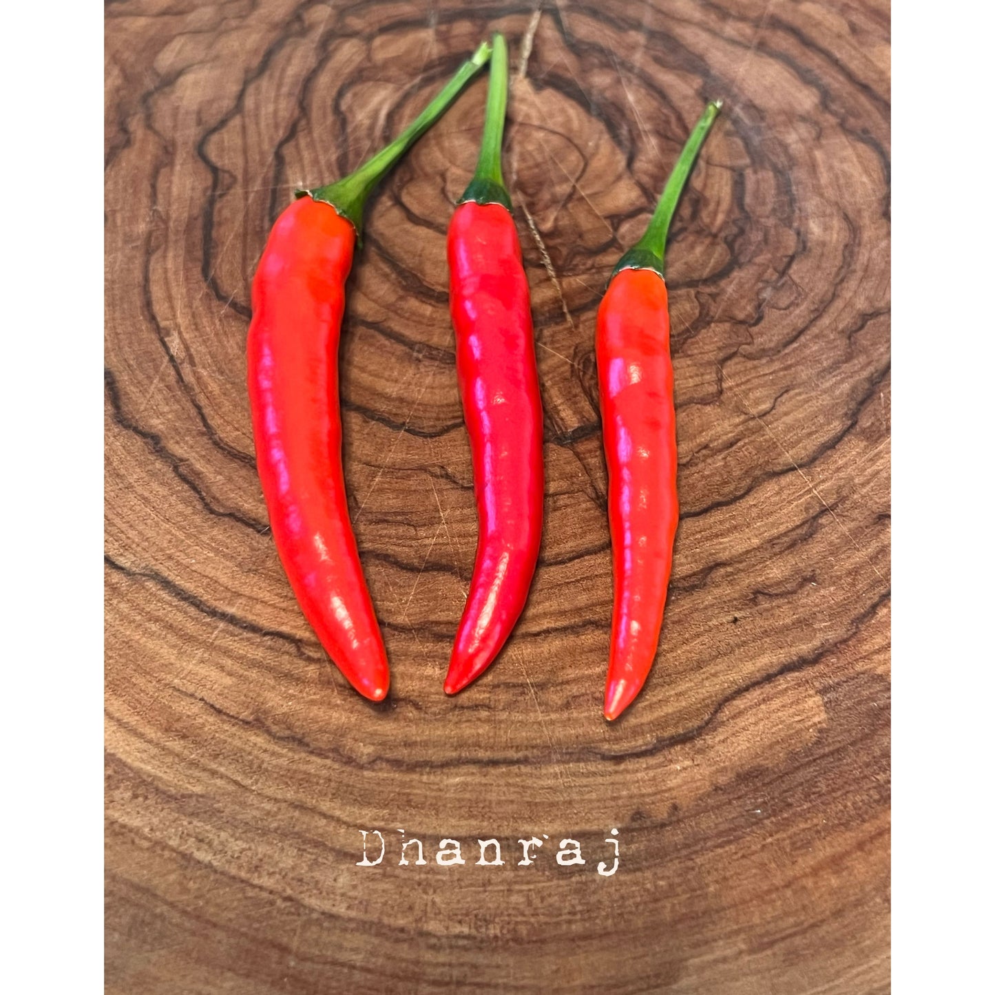 Dhanraj - Hot Pepper Seeds