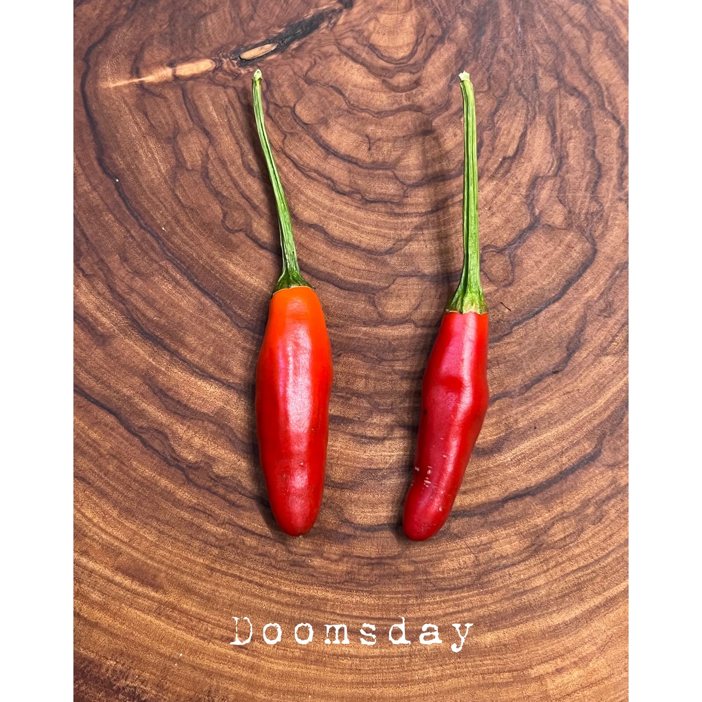 Doomsday - Hot Pepper Seeds