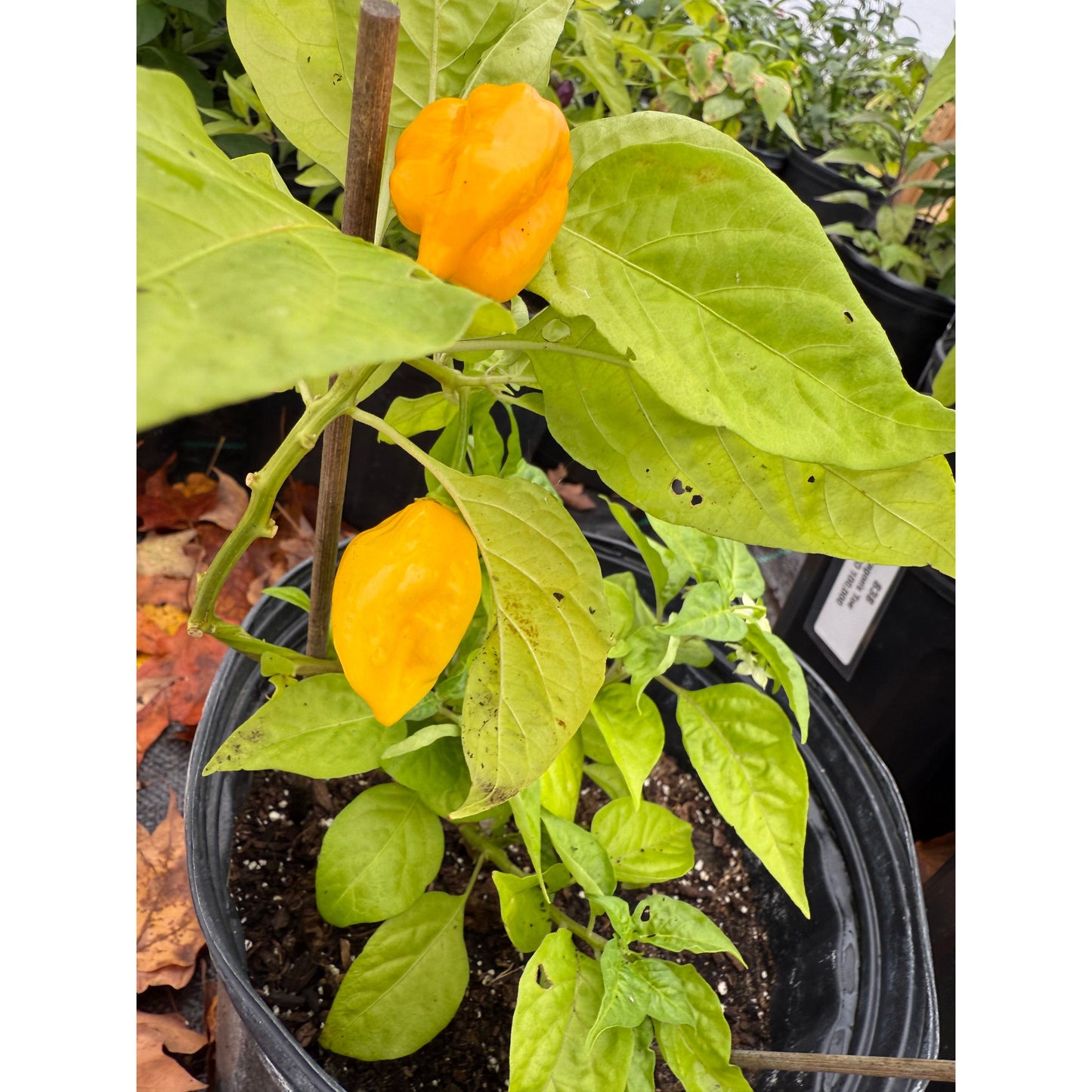 Dorset Naga - Orange Hot Pepper Seeds
