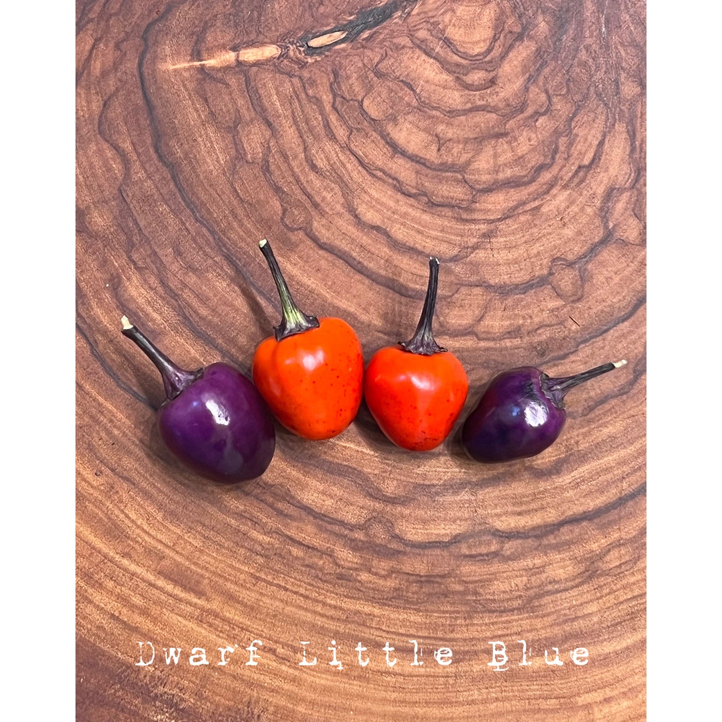 Dwarf Little Blue - Hot Pepper Seeds