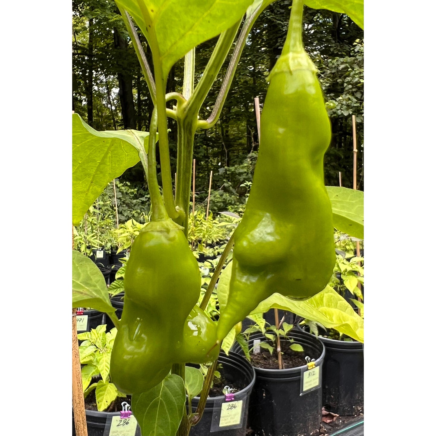 Erotica Orange Hot Pepper Seeds