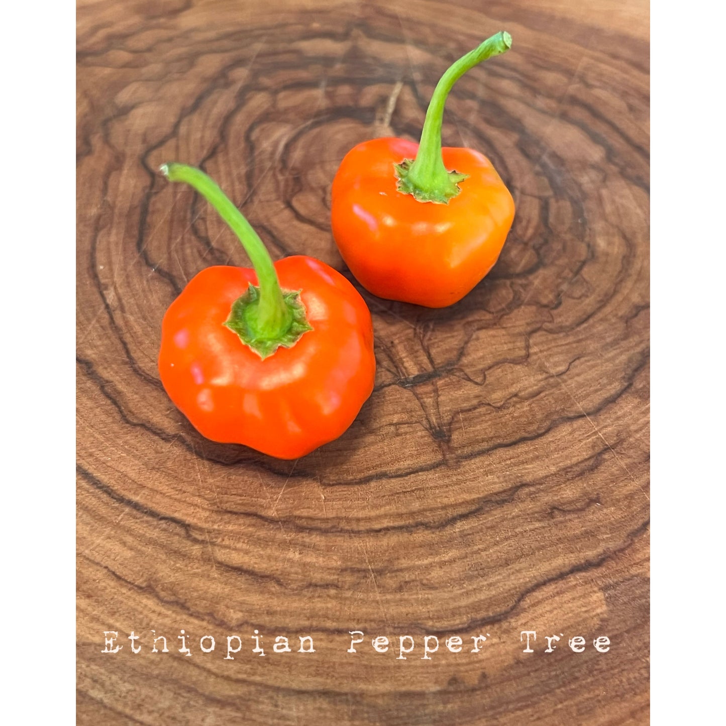 Ethiopian Pepper Tree - Hot Pepper Seeds