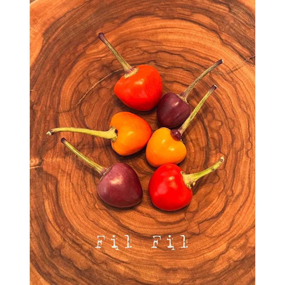 Fil Fil - Hot Pepper Seeds
