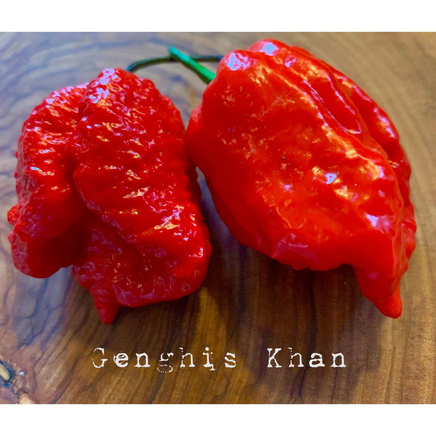 Genghis Khan Brain - Hot Pepper Seeds