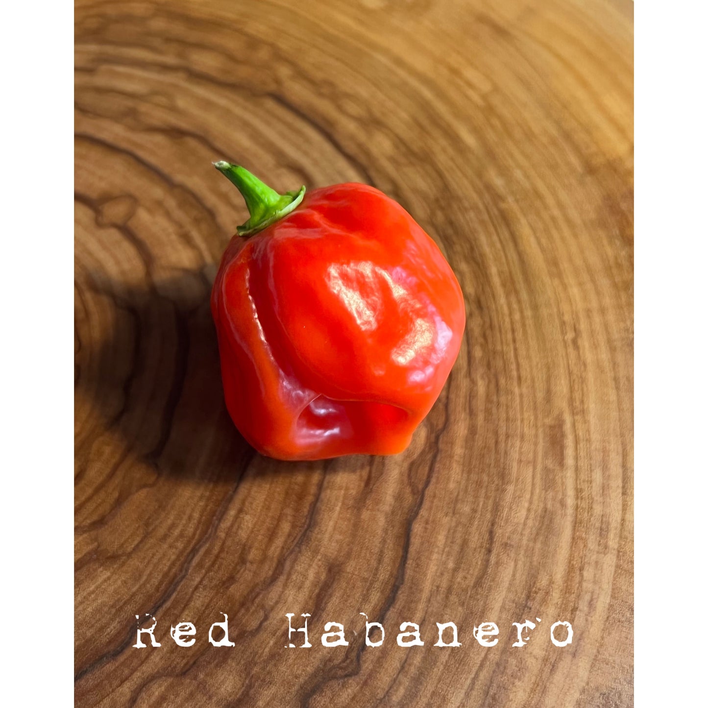 Habanero - Red - Hot Pepper Seeds